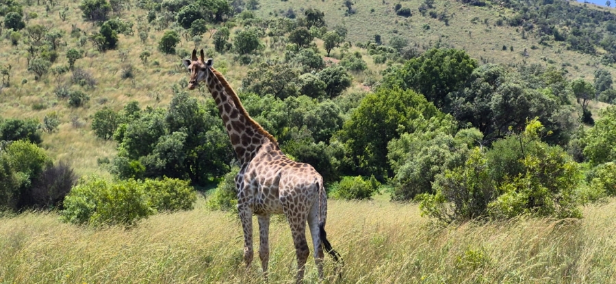 11 Bedroom Property for Sale in Groot Marico North West